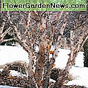 Betula nigra, Nyírfolyó, Fekete nyírfa, őszi színű, Őszi színű, Vonzó kéregfa