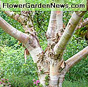 Betula Utilis var. Jacquemontii, himalájai nyír, nyugati himalájai nyír, kasmír nyír, őszi színű fa, őszi szín, vonzó kéregfa