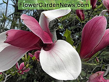 Izbliza cvjetale Marillyn magnolije