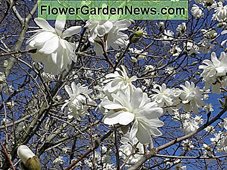 Mnogi cvjetaju na prahu puhavice Magnolia x loebneri