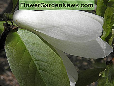 Krupno djelomično otvoren cvat magnolije salicifolia