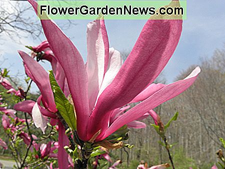 Izbliza cvjeta magnolije orhideje