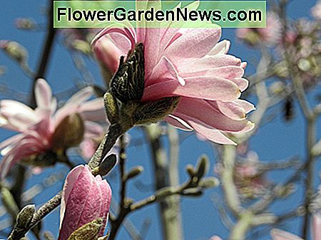 Pogled sa strane na Magnolia stellata var. Jane Platt cvjeta