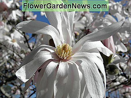 Izgled vargove Magnolia stellata. stogodišnja zvijezda cvjeta