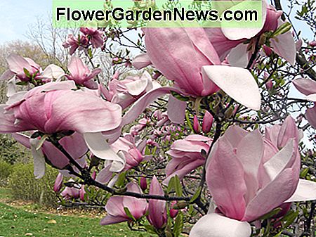 Nekoliko cvjetova magnolije cvjeta