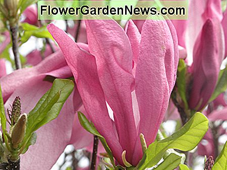 Izbliza djelomično otvorenog cvjeta magnolije Susan