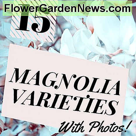 Uočio sam svaku od tih 15 sorti roda Magnolia u svojoj rodnoj državi Ohio.