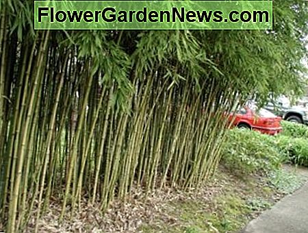 Bambù — Phyllostachys aurea
