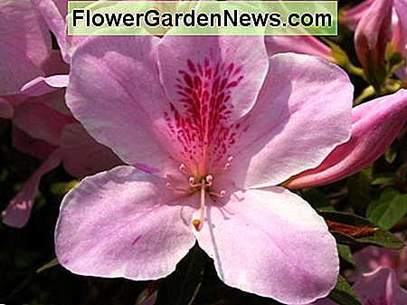 ピンクはツツジの花の色の1つのオプションです。