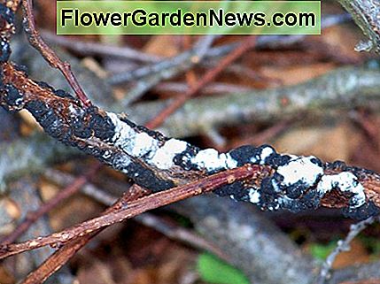 最終的には、このカビに白いカビが生え、悲しげにあなたの樹は傷つき、弱体化します。 最終的には、このカビに白いカビが生え、悲しげにあなたの樹は傷つき、弱体化します。