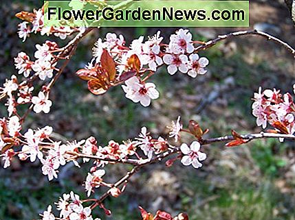 腫れた茎は見づらいです:よく見てください。 腫れた茎は見づらいです:よく見てください。