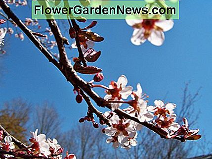 よく見ると腫れた茎が見えます。 よく見ると腫れた茎が見えます。
