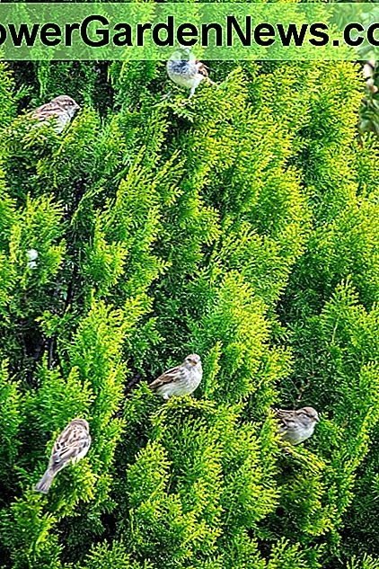 レイランドヒノキの木には多くの鳥が生息しており、しばしば一緒に太陽の光を楽しんでいます。