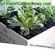 Öltöztesd be a kerted egy borosládás gyógynövény dobozba: kerted