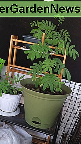 Ho scoperto che il trapianto di Mimosa in vasi da 5 galloni aiuta ad aumentare le dimensioni e la forza del tronco prima di trapiantare direttamente sul terreno.