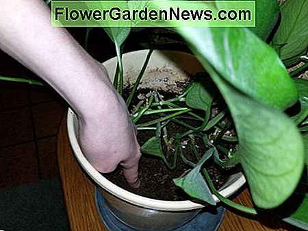 温暖な天候の間の屋内植物の世話をする方法: 