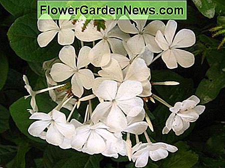 Bagaimana untuk Penjagaan Auriculata Plumbago anda 🌹 Tips 