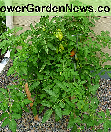 Como cultivar e cuidar de plantas de tomate San Marzano 🌹 Dicas Úteis