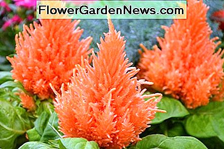 ケイトウ・プルモサの花は炎に似ています