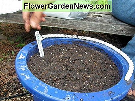 Cách trồng vương miện măng tây hai năm tuổi trong các thùng chứa: măng