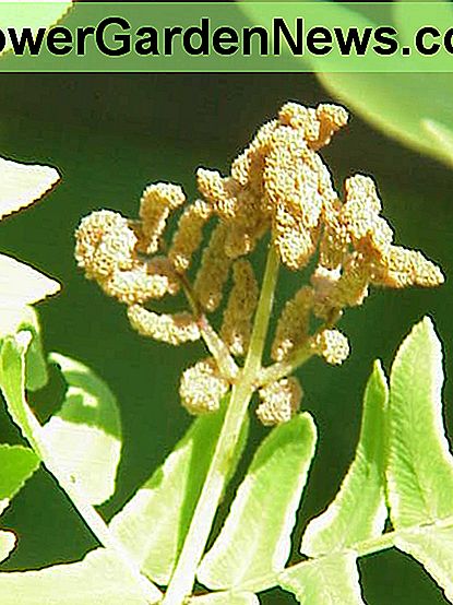 Bunga osmunda sebenarnya adalah sekelompok pakis pakis, luka erat, akan terbuka.