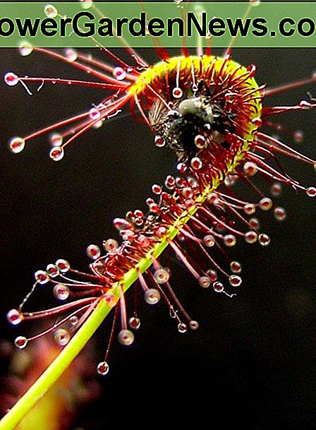 Sunda berdaun bulat adalah tanaman karnivora. Yang ini membungkuk untuk menangkap dan memakan serangga.