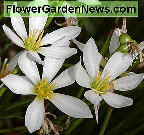 Zephyranthes juga disebut bunga hujan dan peri lily.