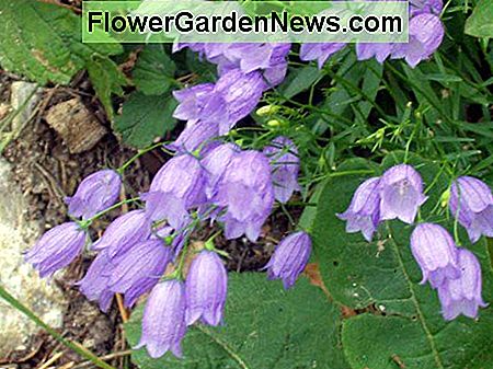 Bellflower, atau campanula, tumbuh di banyak wilayah di dunia, dengan varietas di Amerika Utara, Belahan Bumi Selatan, dan Afrika Selatan.