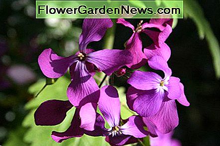 Bunga kejujuran mekar dalam warna ungu dan putih. Ketika musim panas mekar selesai, bunga-bunga mengering menjadi disk setipis kertas, transparan, berlapis ganda yang melampirkan benih untuk bunga tahun depan.