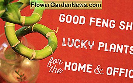 家庭やオフィス向けの幸運な植物