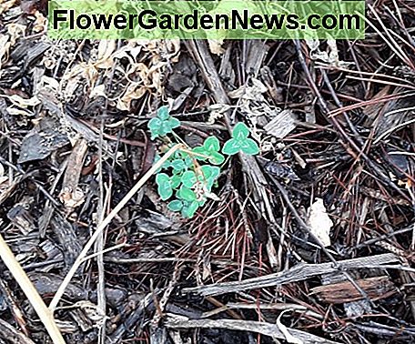 Clover adalah penutup tanah pengikat nitrogen yang sangat umum. Setelah ditambahkan ke campuran rumput, sekarang dianggap sebagai gulma, berkat pengembangan herbisida berdaun lebar. Muncul dalam berbagai varietas.