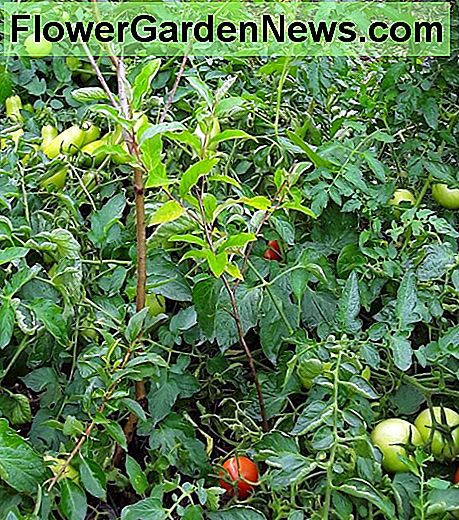 Zaitun musim gugur, atau sepupunya yang kurang invasif, Goumi dapat ditanam di lubang yang sama dengan pohon buah lain untuk memberinya makan. Zaitun musim gugur harus disimpan lebih kecil dari pohon buah yang diberi makan untuk mengurangi kompetisi.