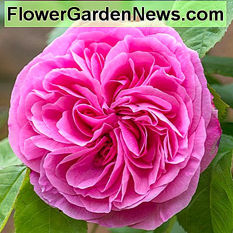 Gertrude Jekyll Tutte le rose prosperano meglio se nutrite regolarmente, pacciamate e spruzzate per prevenire la mosca verde e le malattie fungine