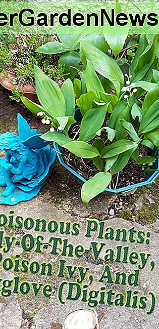 Mérgező növények: gyöngyvirág, mérges borostyán és Foxglove (Digitalis): mérgező