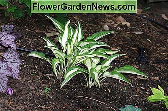 Panicum virgatum Shenandoah Switch Grass  Tips  