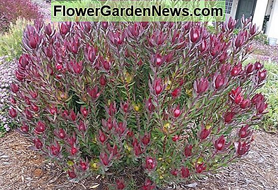 Leucadendron salignum 'Summer Red' (Conebush) .