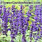 Salvia Mystic Spires, Mystic Spires Salvia blu, Mystic Spires salvia, Blue perenne, Salvia longispicata X farinacea