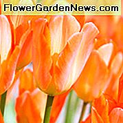 Tulipa Imperatore arancione, Tulip 'Orange Emperor', Fosteriana Tulip 'Orange Emperor', Fosteriana Tulipani, Bulbi primaverili, Fiori di primavera, Tulipe Orange imperatore, Fioritura primaverile, Fioritura primaverile, Tulipani arancioni