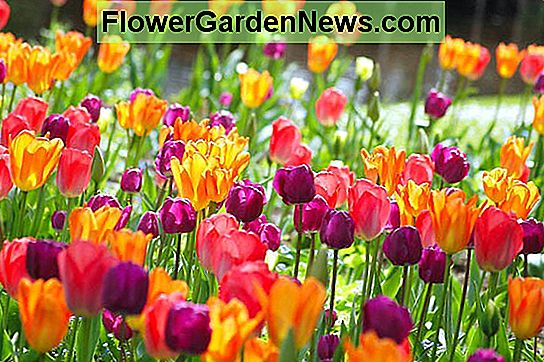 Idee di combinazione di primavera, combinazioni di bulbi, combinazioni di piante, idee di aiuole, bordi di primavera, imperatore di tulipani arancioni, bellezza di albicocche di tulipani, tulipano negrita, tulipano Attila, tulipano Varinas, tulipano bellezza regina