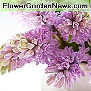 Hyacinthus Orientalis 'Splendid Cornelia', Hyacinth 'Splendid Cornelia', nizozemski hijacinth, Hyacinthus Orientalis, hijacinth obični, lukovice proljeće, cvijeće proljeće, ljubičasti zrnac, cvjetnica rano proljeće, cvjetnica srednjeg proljeća, blistava kornelija