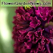 Hyacinthus Orientalis 'Woodstock', Hyacinth 'Woodstock', nizozemski hijacinth, Hyacinthus Orientalis, hijacinth obični, proljetne lukovice, proljetno cvijeće, ljubičasti hijacint, hijacint, rano proljetno cvjetanje, cvjetanje srednjeg proljeća, Woodstock