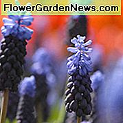 Muscari Latifolium, Hijacinth od grožđa, Hijacinth grožđa širokog lista, Proljetne lukovice, Proljetno cvijeće, Plavi muscari, Lukovice srednjeg proljeća, Lukovice kasnog proljeća
