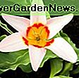 Mirisna proljetna granica s tulipanom 'Srčano zadovoljstvo', Muscari Latifolium, hijacinti 'Woodstock' i 'Splendid Cornelia': muscari
