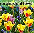 Mirisna proljetna granica s tulipanom 'Srčano zadovoljstvo', Muscari Latifolium, hijacinti 'Woodstock' i 'Splendid Cornelia': muscari