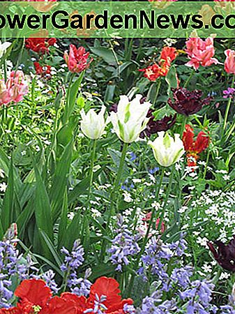Idee di combinazione di primavera, combinazioni di bulbi, combinazioni di piante, idee di aiuole, bordi di primavera, tulipano verde primavera, tulipano Groenland, tulipano rococò, tulipano pappagallo nero, tulipa verde primavera, tulipa groenland, tulipa rococò, tulipano pappagallo nero