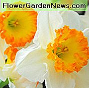 Narcis narcis, Daffodil 'Accent', Narcis narcisa s velikim šalicama, Proljetni lukovice, Proljetni cvjetovi, Naziv narcis, Veliki narcis narcis, Narcisse grande couronne, Naranča ranog proljeća, narcis srednjeg proljeća