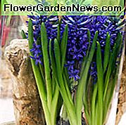 Plava jakna Hyacinth, Hyacinth 'Blue Jacket', nizozemski Hyacinth, Hyacinthus Orientalis, Hijacinth obična, proljetne lukovice, proljetno cvijeće, plavi hajduk, plavi cvjetovi