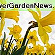 Senzacionalna mješavina narcisa za vaš proljetni vrt: dobro