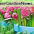 Senzacionalna mješavina narcisa za vaš proljetni vrt: proljetni