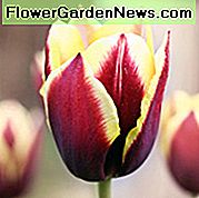 Tulipa Gavota, Tulip 'Gavota', Triumph Tulip 'Gavota', Triumph Tulipani, Proljetne lukovice, Proljetno cvijeće, Tulipe Bijela Gavota, Dvobojni tulipani, Tulipes Triomphe, Srednji proljetni tulipani